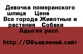 Девочка померанского шпица. › Цена ­ 40 000 - Все города Животные и растения » Собаки   . Адыгея респ.